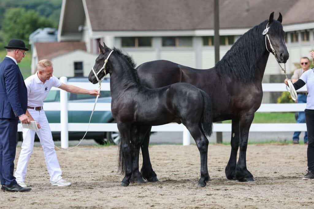 Mare Services