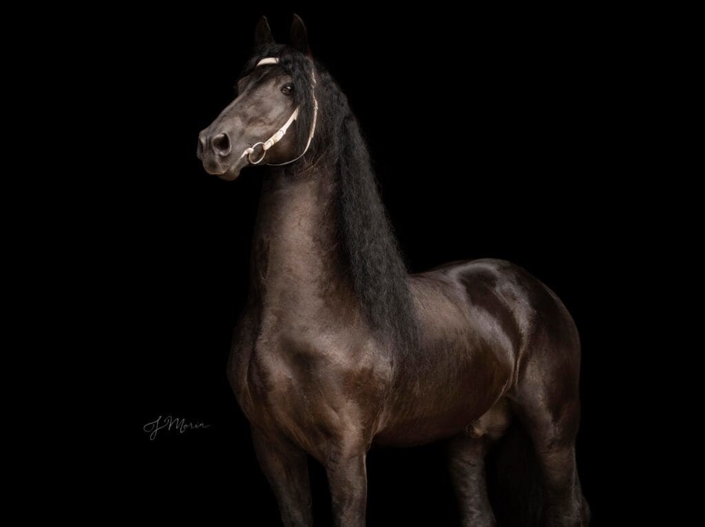 Stallion Breeding