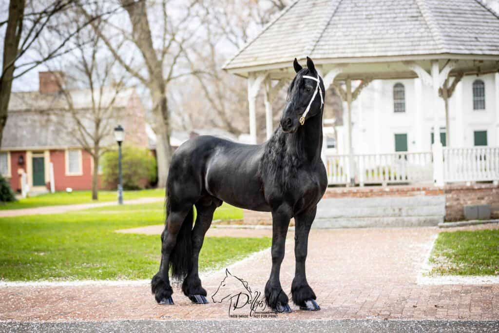 Stallion Services