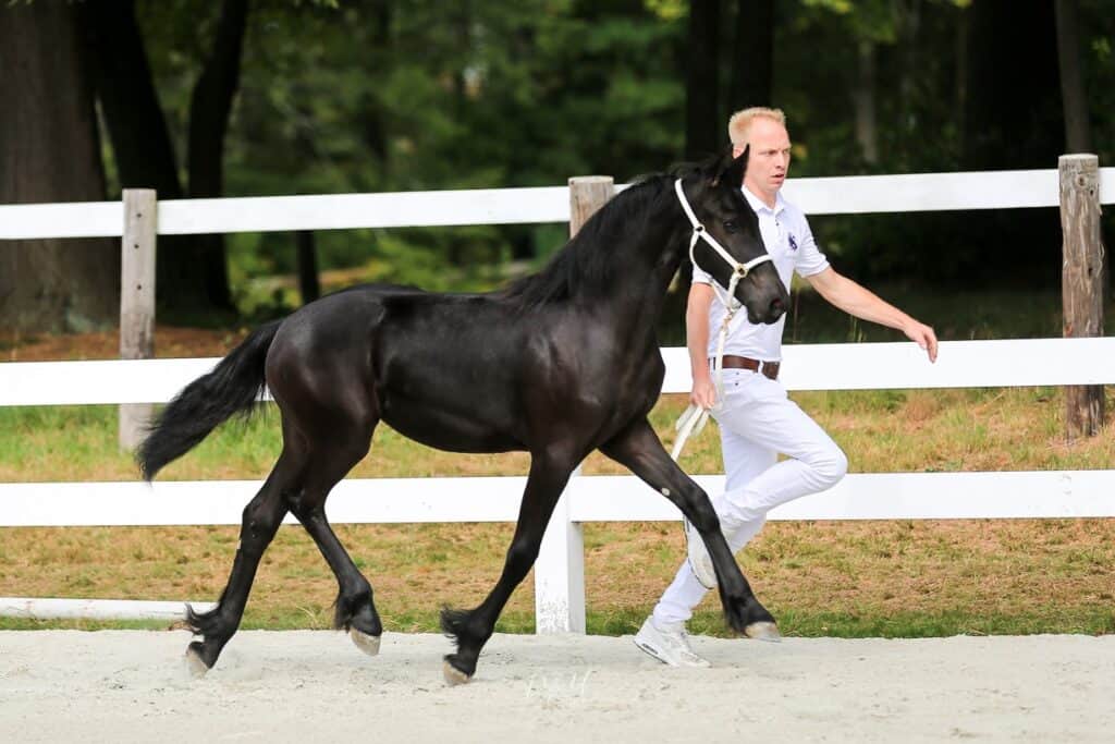 Mare Breeding: A Comprehensive Guide at The Farm at Brookside - The ...