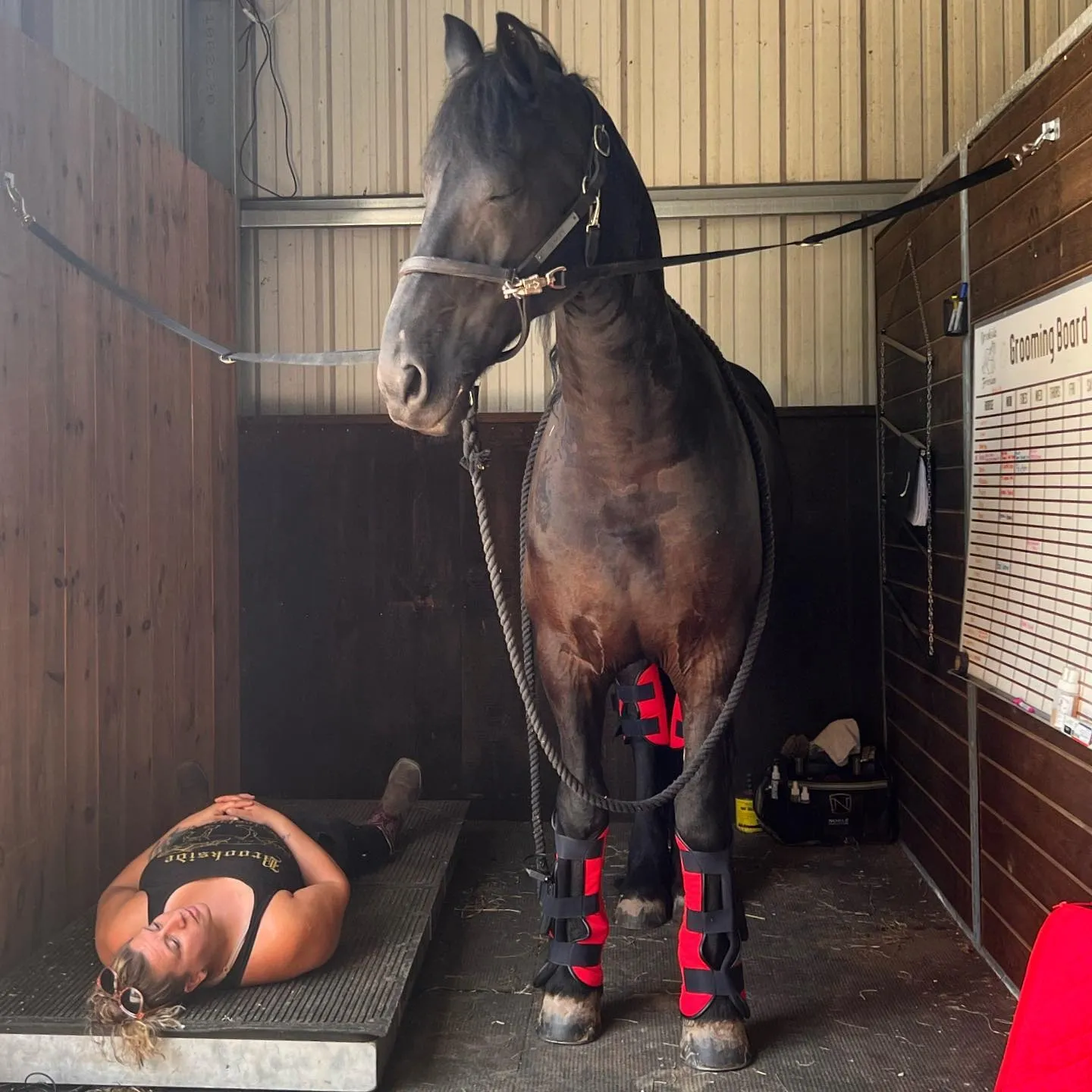 Horse Rehabilitation