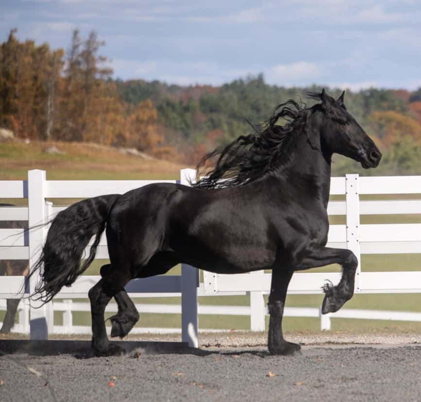 Horse Training Programs