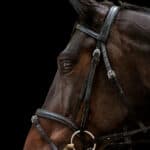 Warmblood Horse Sales