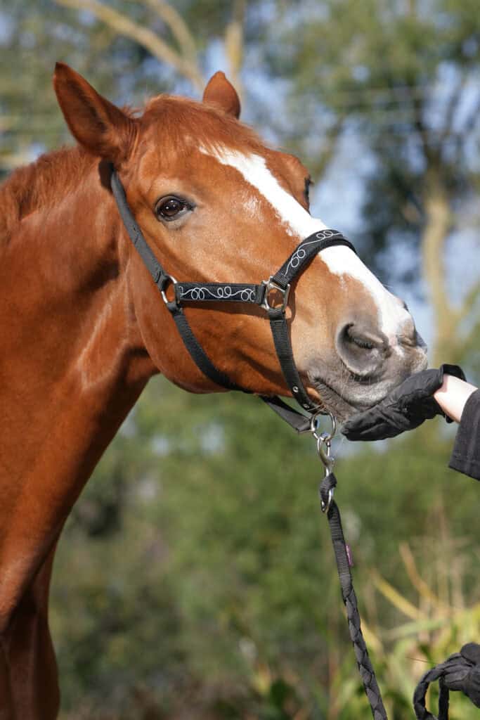 Warmblood Horse Sales
