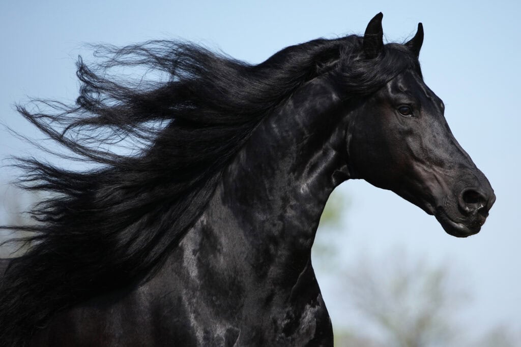 Keuring Preparation for Stallions 2048x1365 72 Res